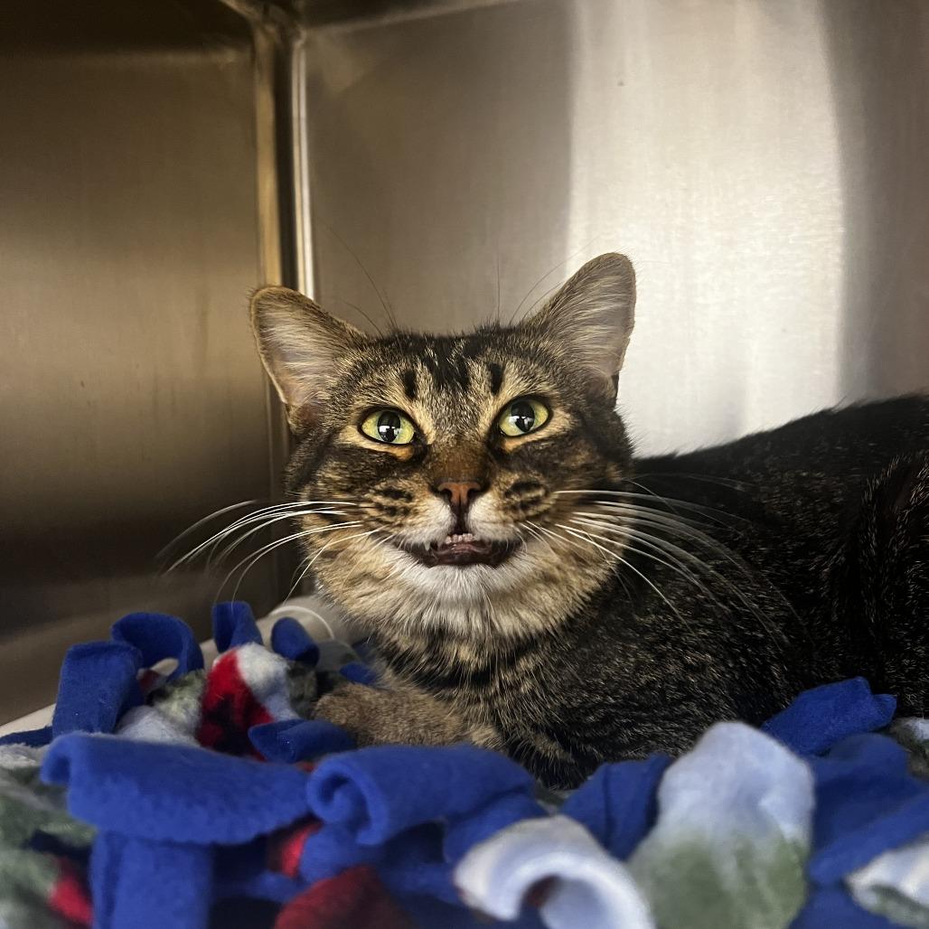 Gidget, a Adoptable mixed breed in Fort Wayne, IN image 1/2