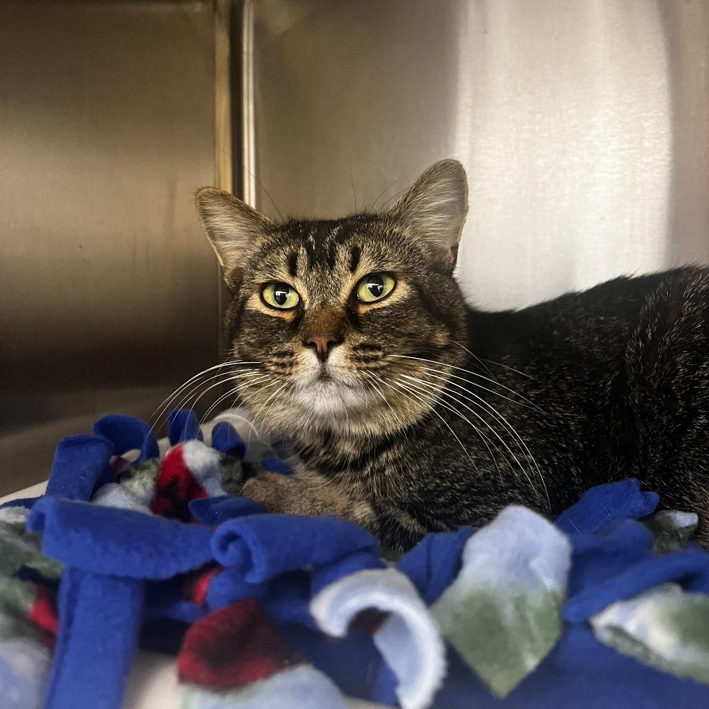 Gidget, a Adoptable mixed breed in Fort Wayne, IN image 2/2