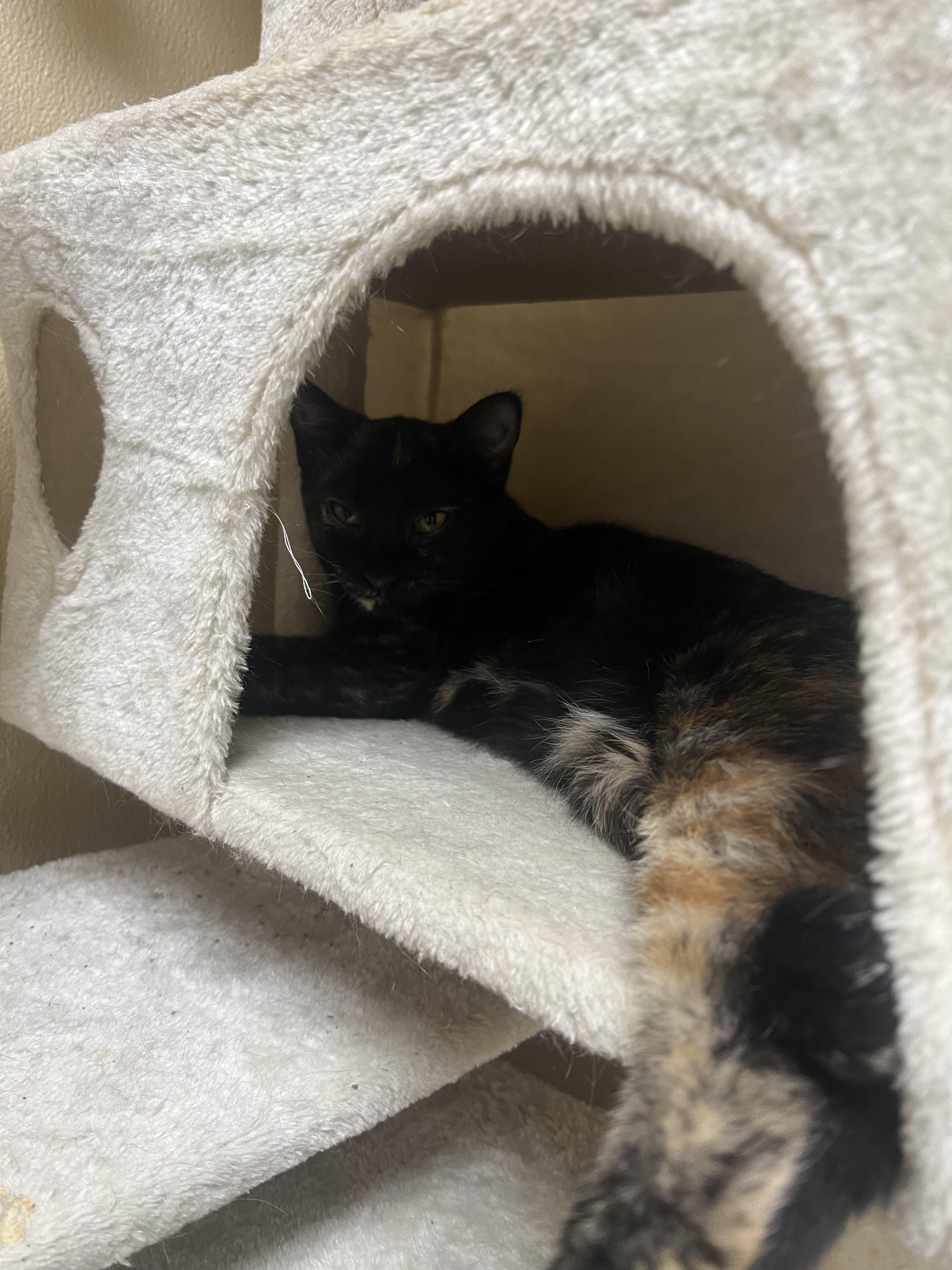 Callie, Adoptable, Young Female Domestic Short Hair.