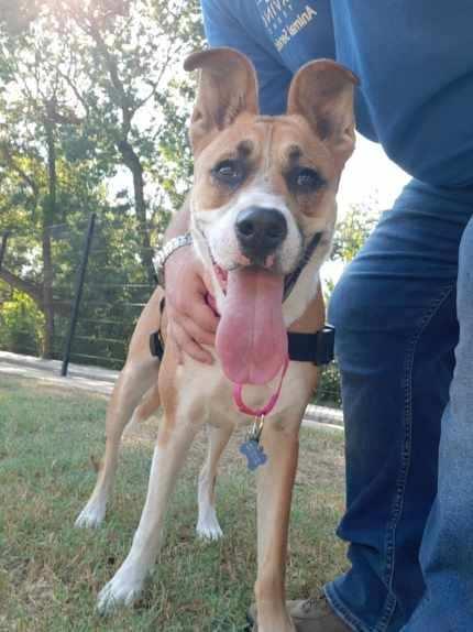 Enlarge Delilah, a Adoptable mixed breed in Southlake, TX image 1/6