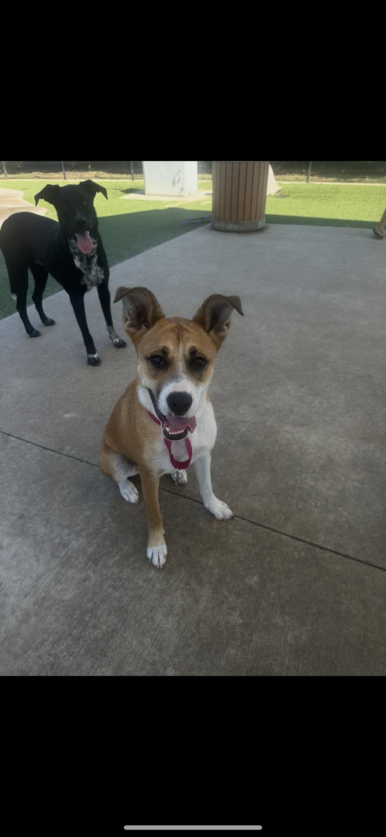 Enlarge Delilah, a Adoptable mixed breed in Southlake, TX image 2/6