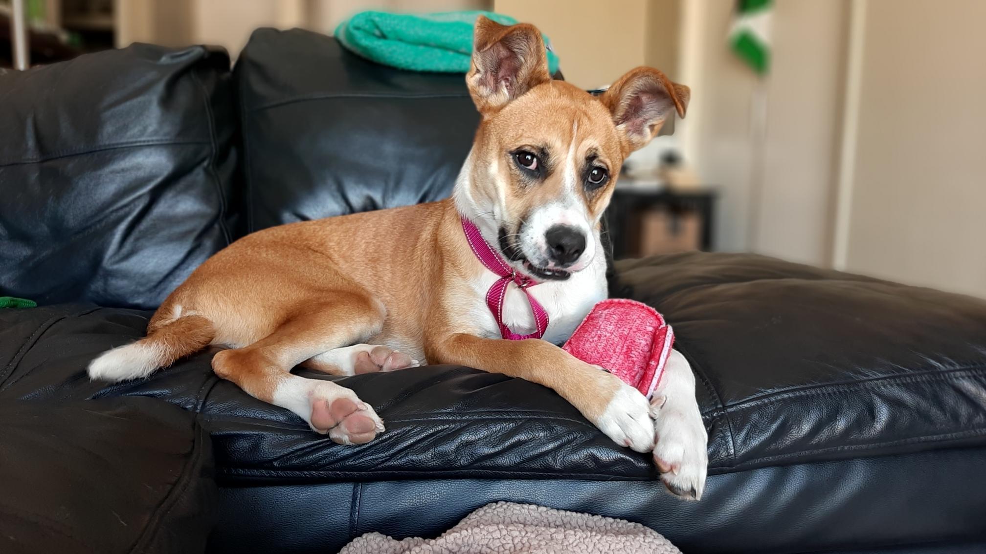 Enlarge Delilah, a Adoptable mixed breed in Southlake, TX image 4/6