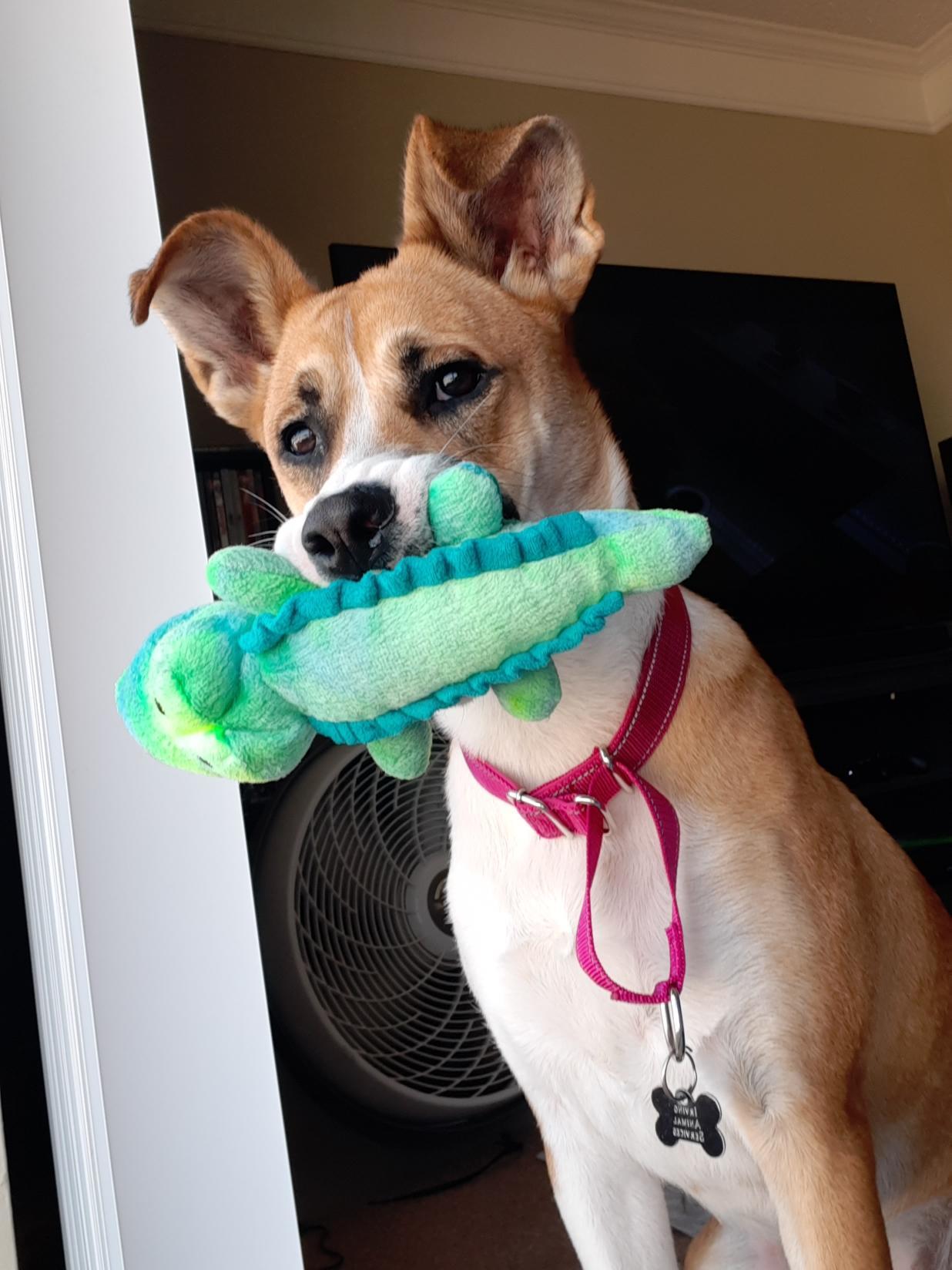 Enlarge Delilah, a Adoptable mixed breed in Southlake, TX image 5/6