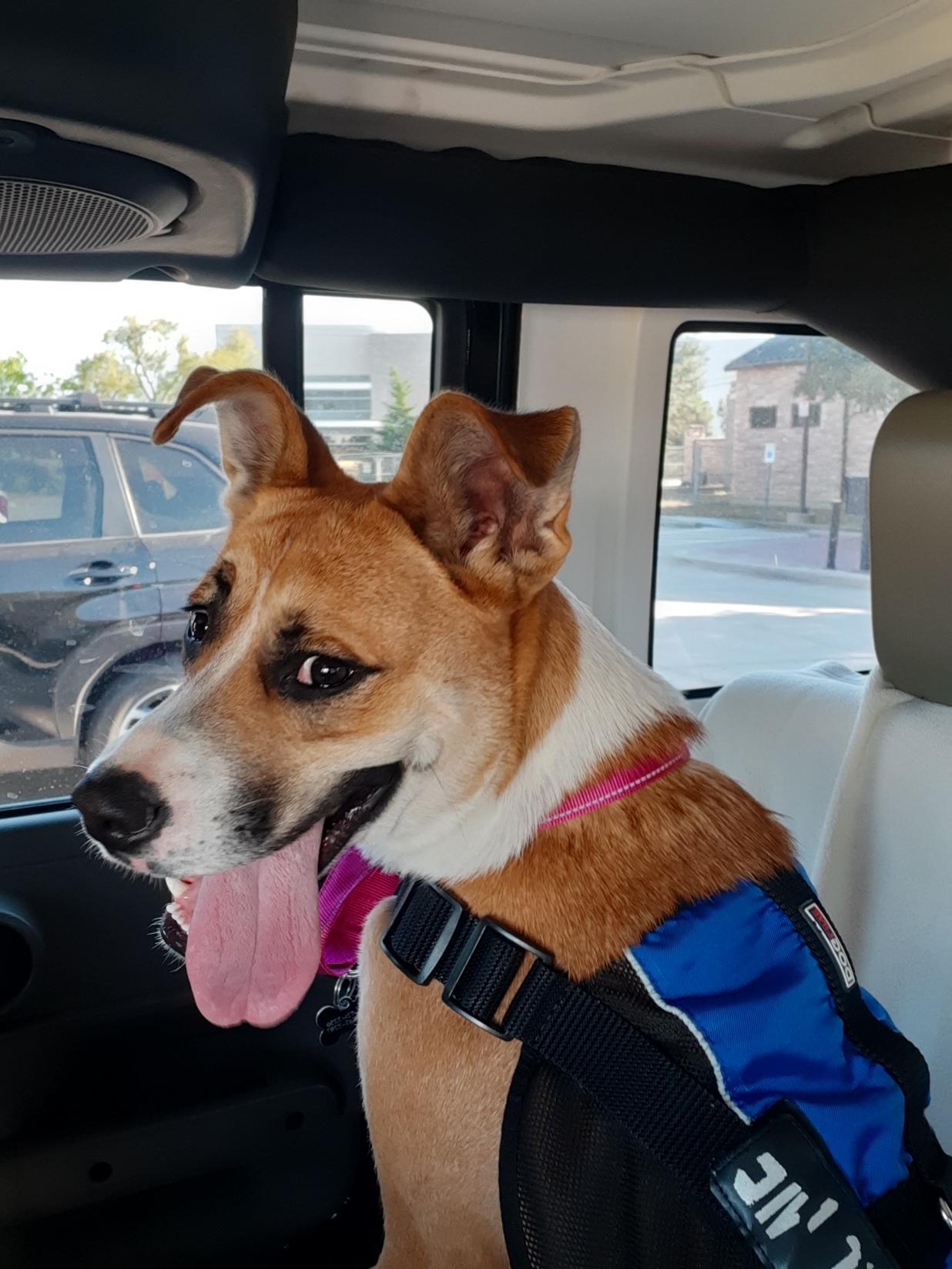 Enlarge Delilah, a Adoptable mixed breed in Southlake, TX image 3/6