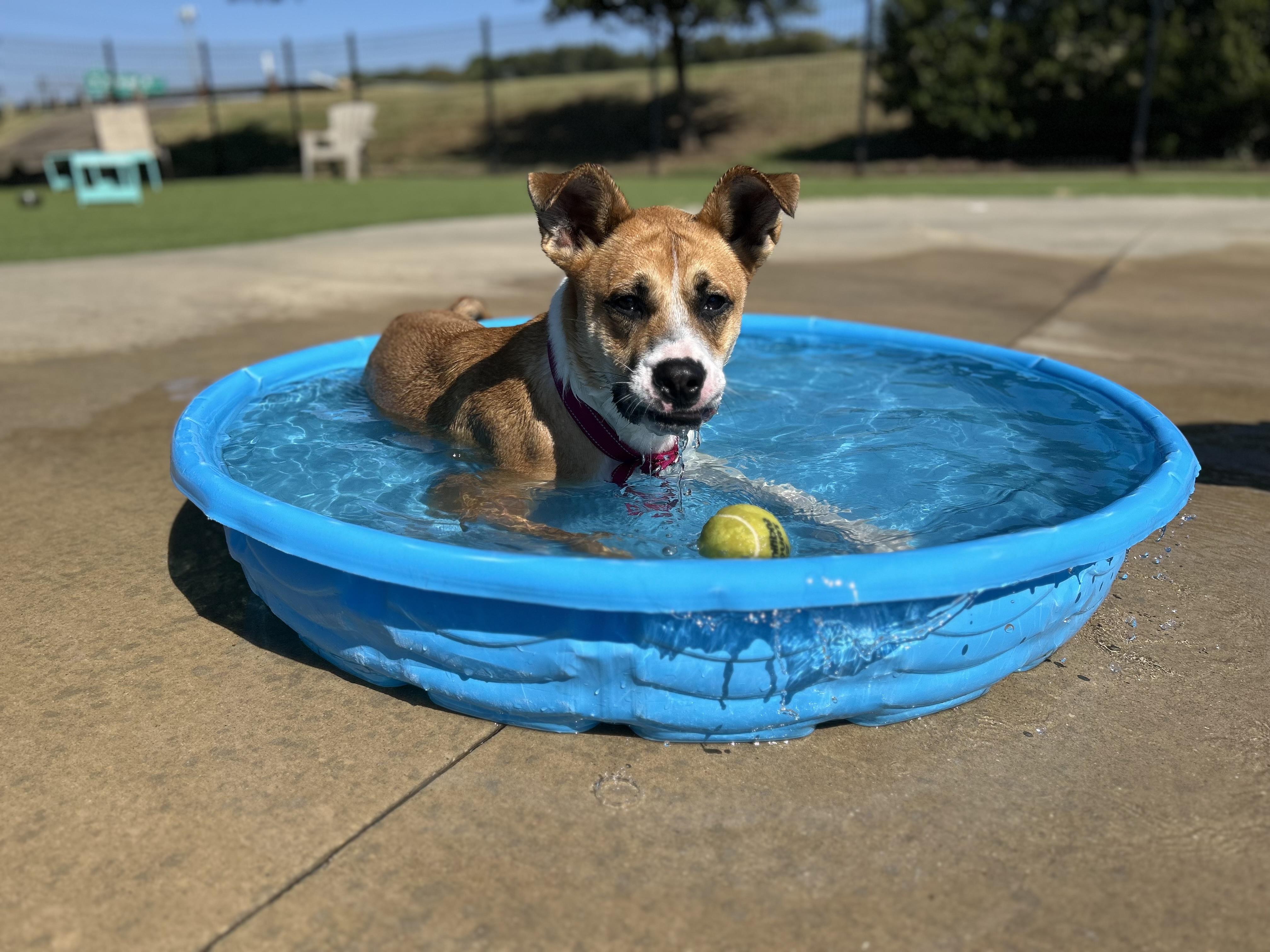 Enlarge Delilah, a Adoptable mixed breed in Southlake, TX image 6/6