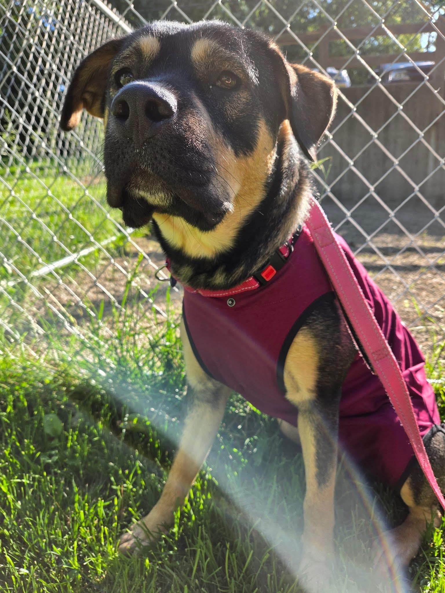 Enlarge Bo Catan, a ADOPTABLE mixed breed in Youngstown, OH image 2/4