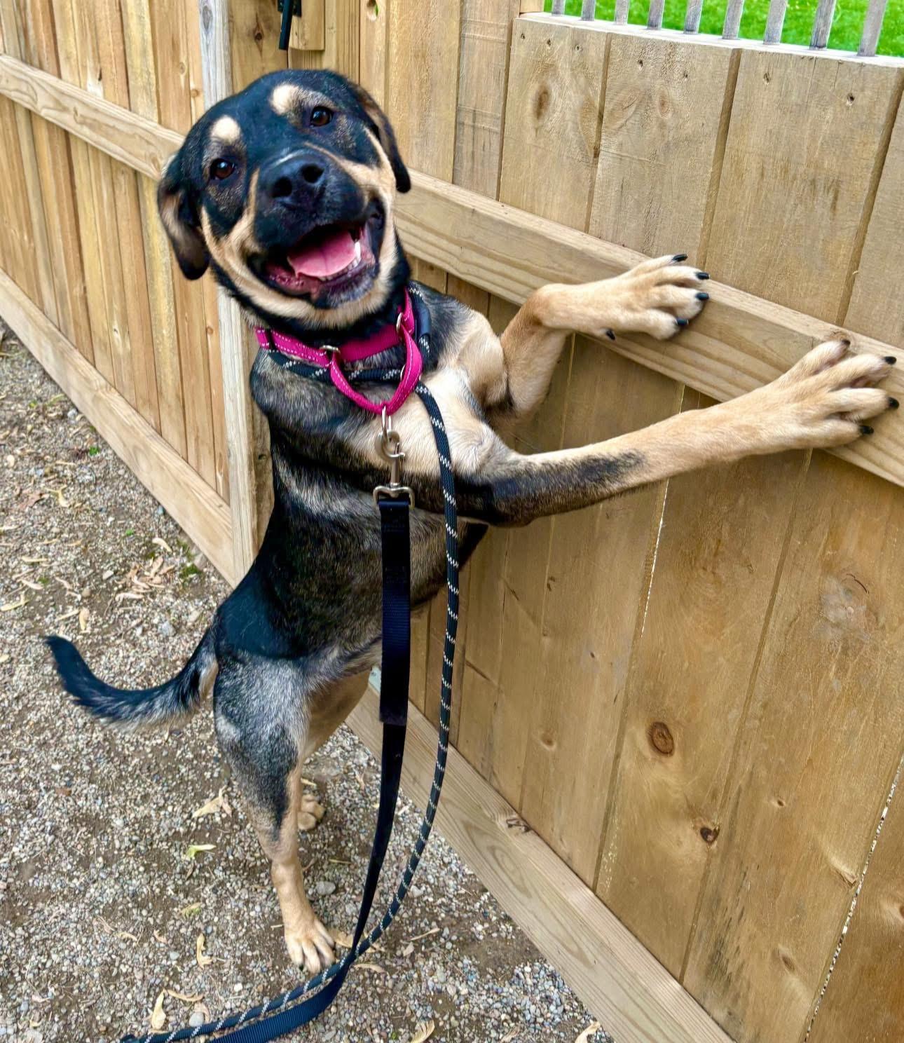 Enlarge Bo Catan, a ADOPTABLE mixed breed in Youngstown, OH image 3/4