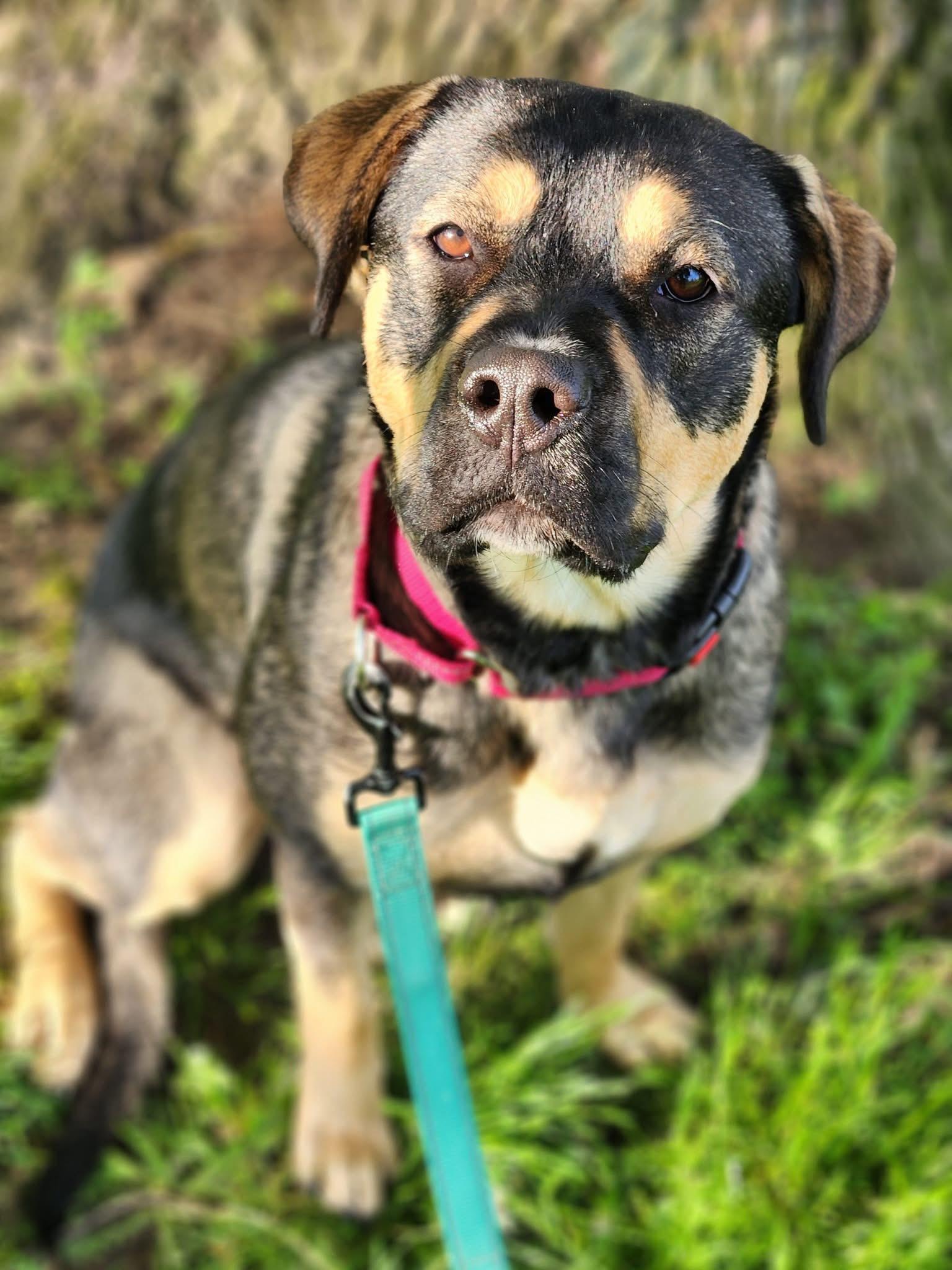Enlarge Bo Catan, a ADOPTABLE mixed breed in Youngstown, OH image 1/4