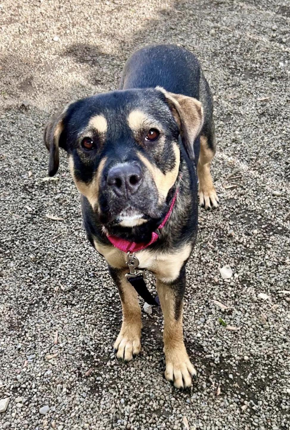 Enlarge Bo Catan, a ADOPTABLE mixed breed in Youngstown, OH image 4/4