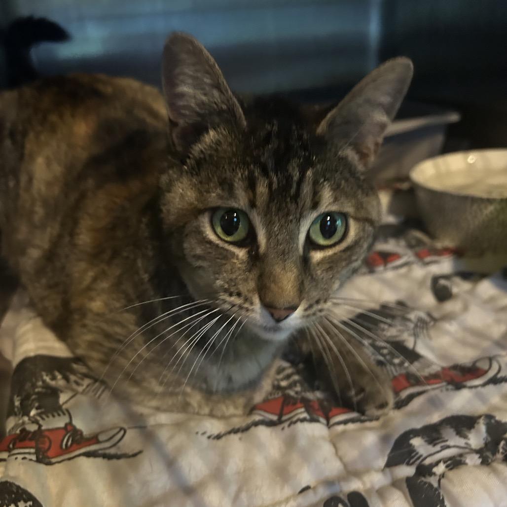 Turtle, Adoptable, Young Female Domestic Short Hair.
