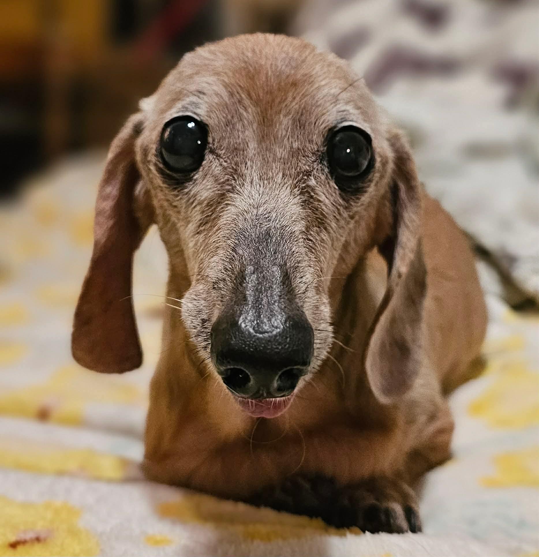 Duchess, Adoptable, Senior Female Dachshund.