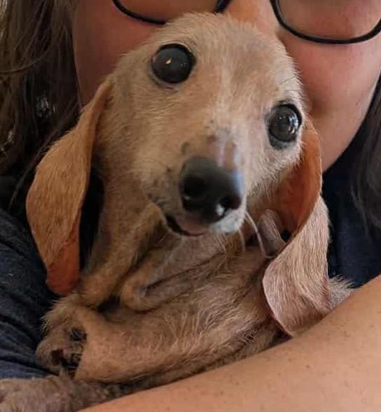 Duchess, a Adoptable Dachshund in Gastonia, NC image 2/6