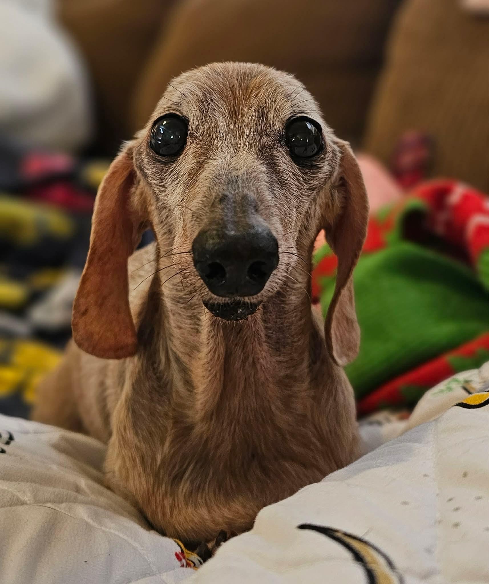 Duchess, a Adoptable Dachshund in Gastonia, NC image 3/6