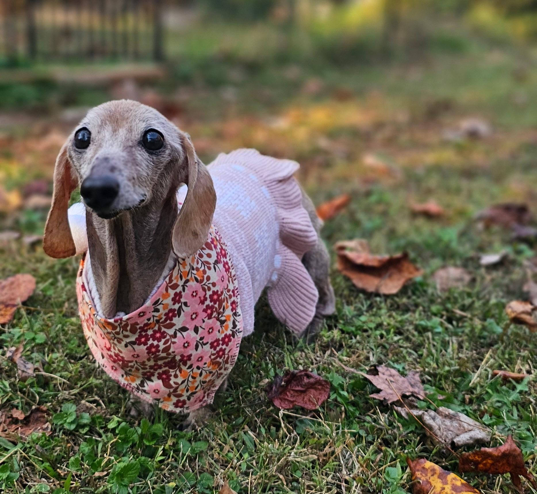 Duchess, a Adoptable Dachshund in Gastonia, NC image 4/6