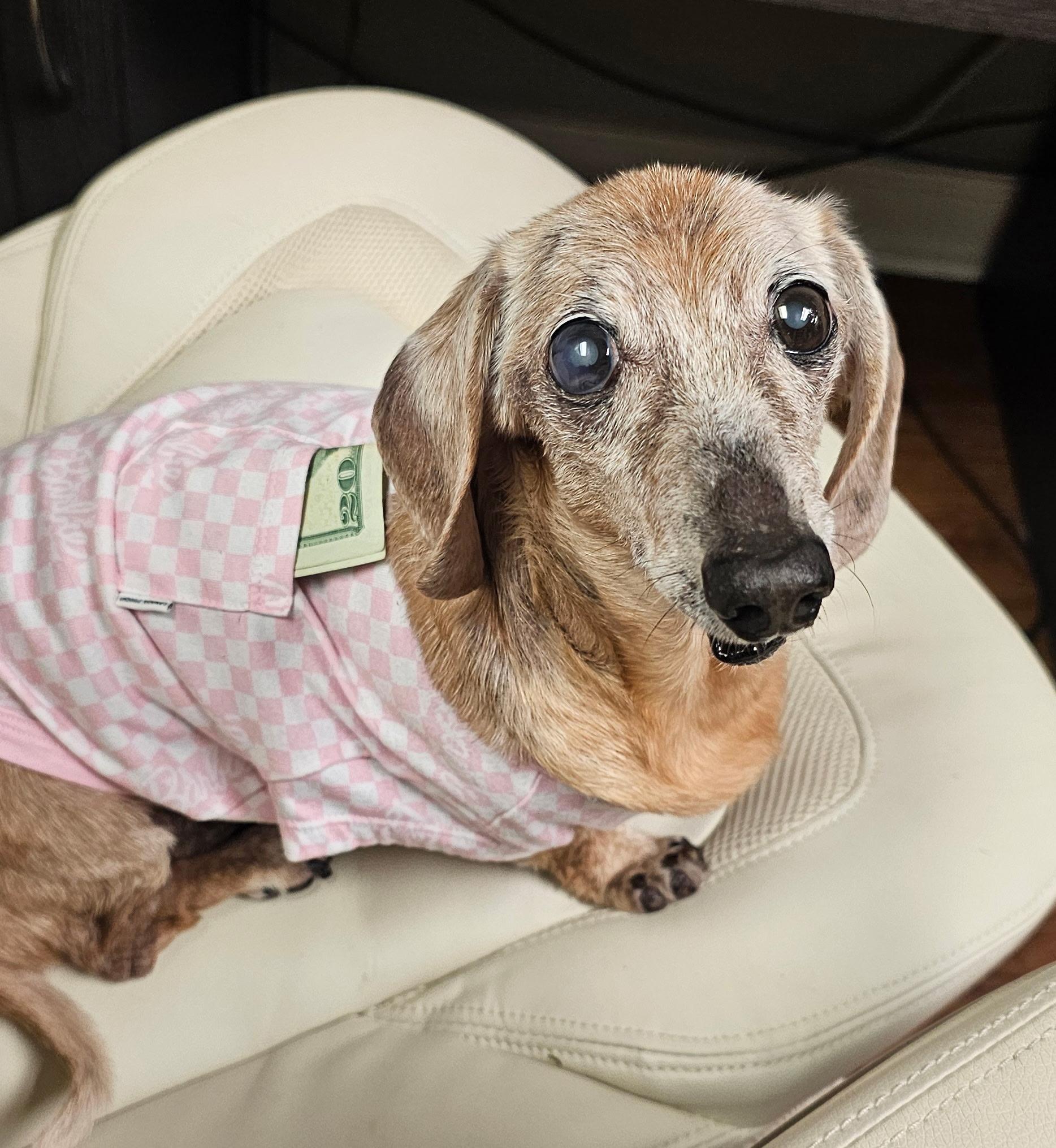 Duchess, a Adoptable Dachshund in Gastonia, NC image 6/6