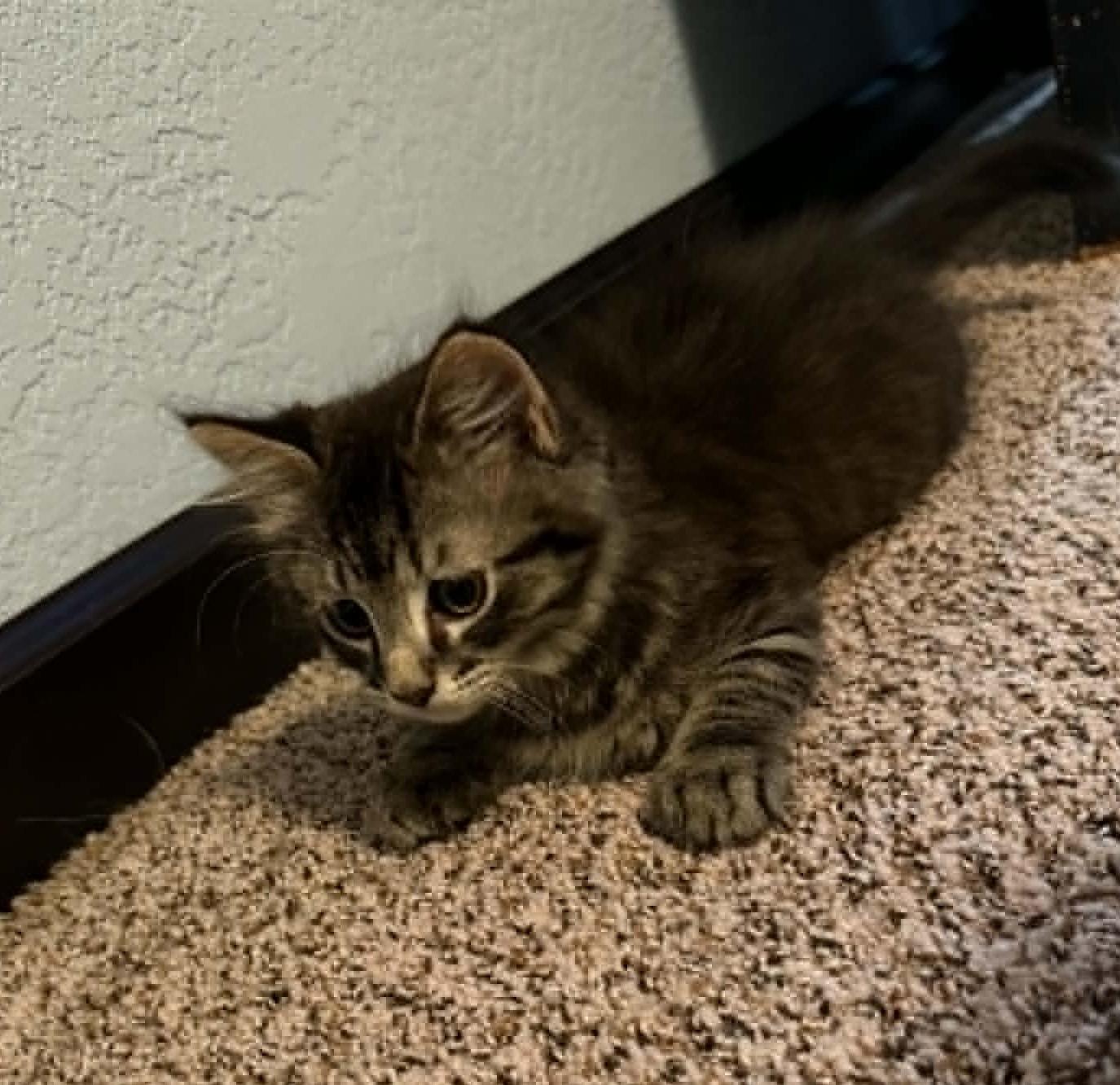 Enlarge Bluey, an adopted Domestic Short Hair in Overland Park, KS image 1/5