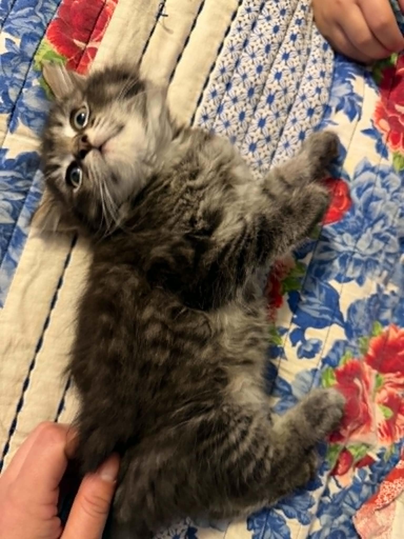 Enlarge Bluey, an adopted Domestic Short Hair in Overland Park, KS image 3/5
