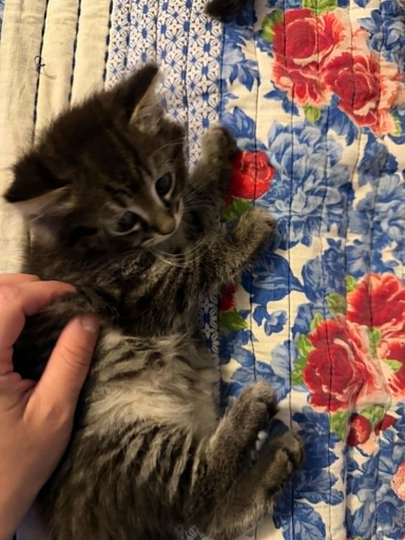 Enlarge Bluey, an adopted Domestic Short Hair in Overland Park, KS image 2/5