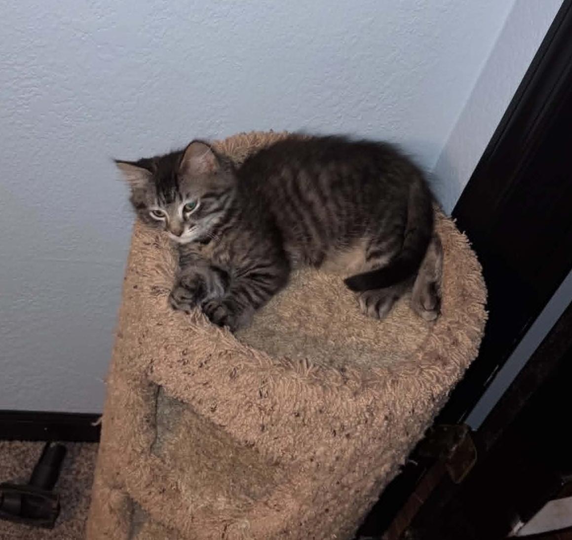 Enlarge Bluey, an adopted Domestic Short Hair in Overland Park, KS image 4/5