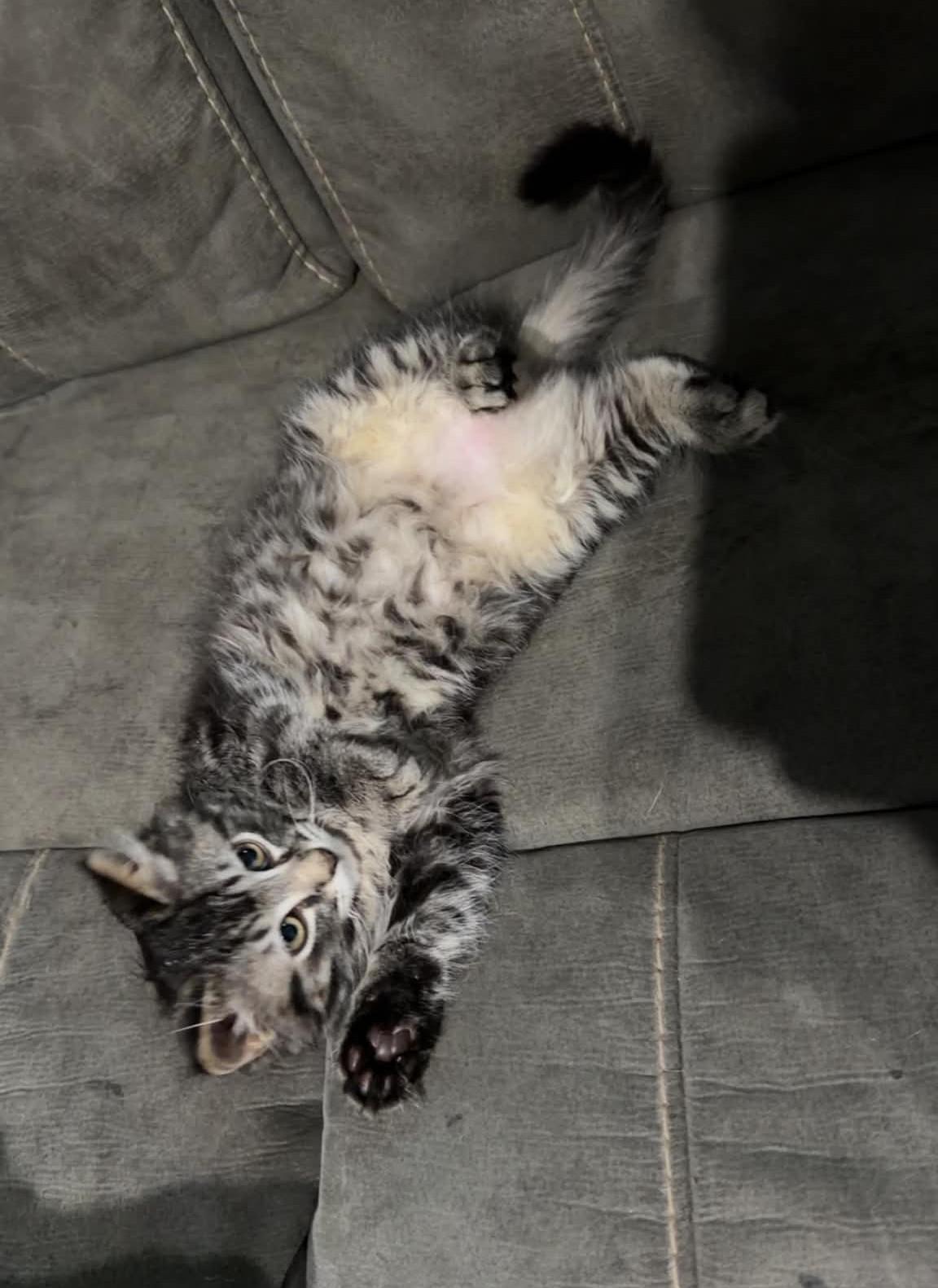 Enlarge Bluey, an adopted Domestic Short Hair in Overland Park, KS image 5/5