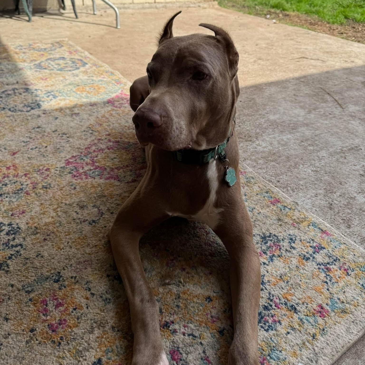 Maximus, Adoptable, Senior Male Doberman Pinscher.