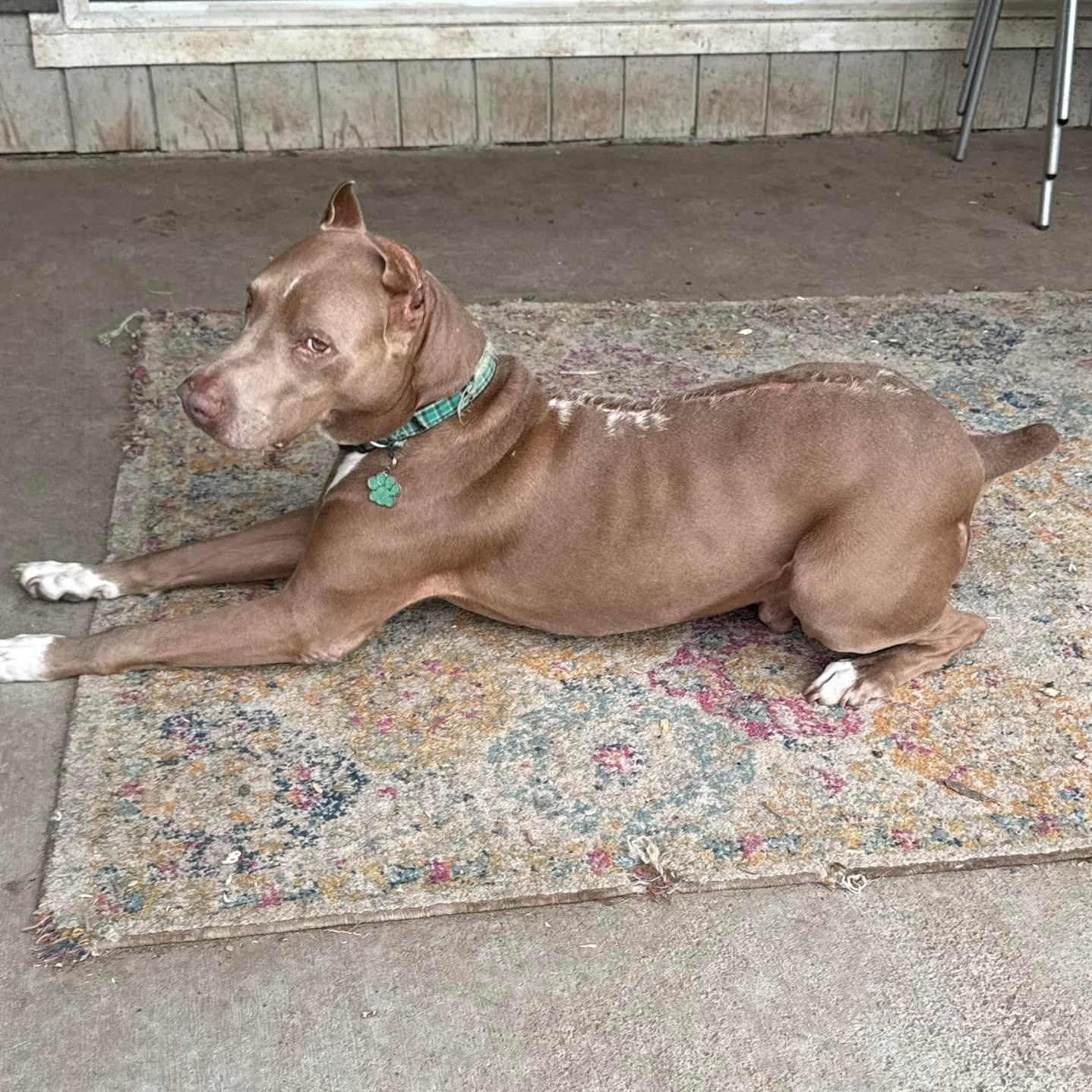 Maximus, a Adoptable Doberman Pinscher in West Dundee, IL image 1/5