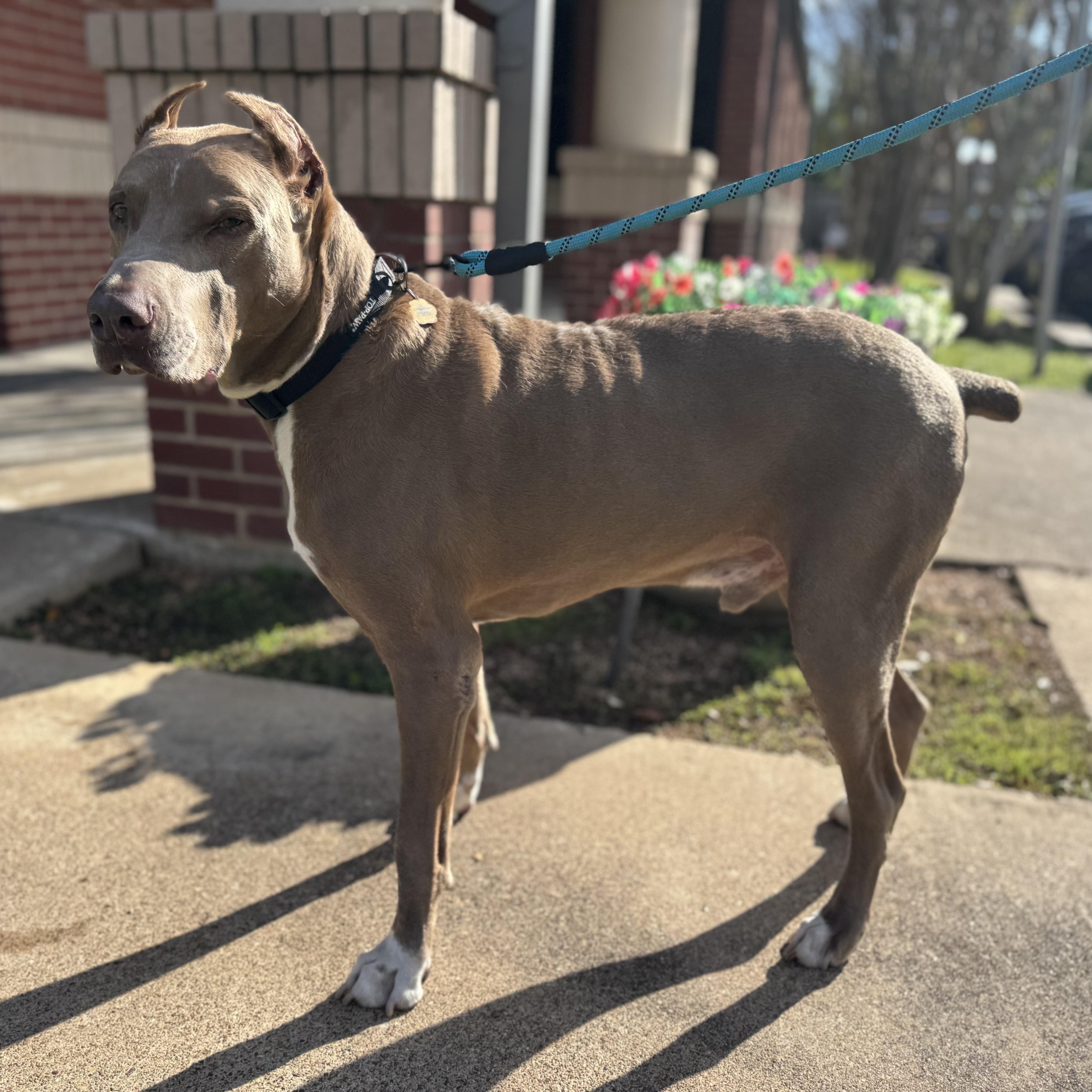 Enlarge Maximus, an adoption pending Doberman Pinscher in West Dundee, IL image 3/6
