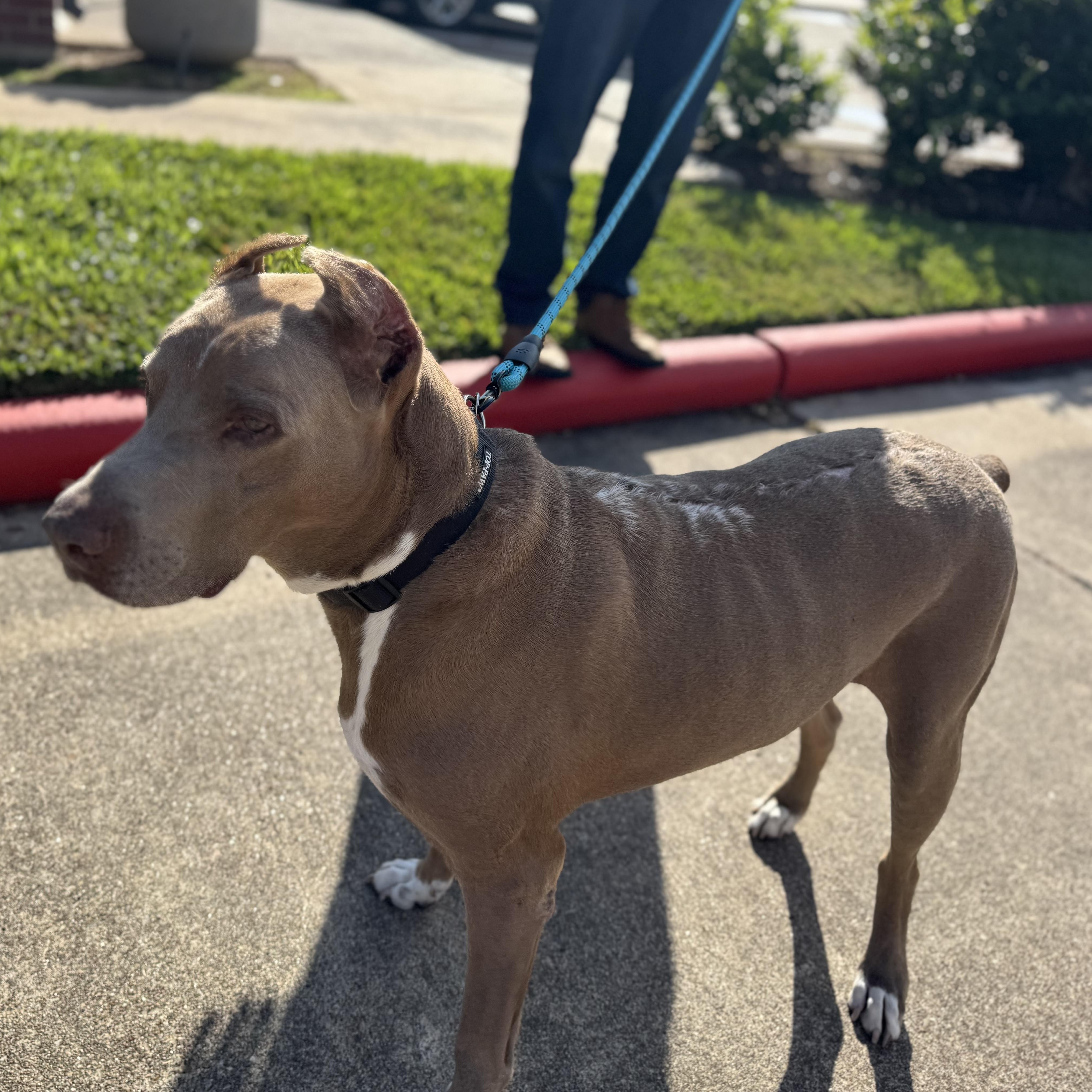 Maximus — thumbnail 5