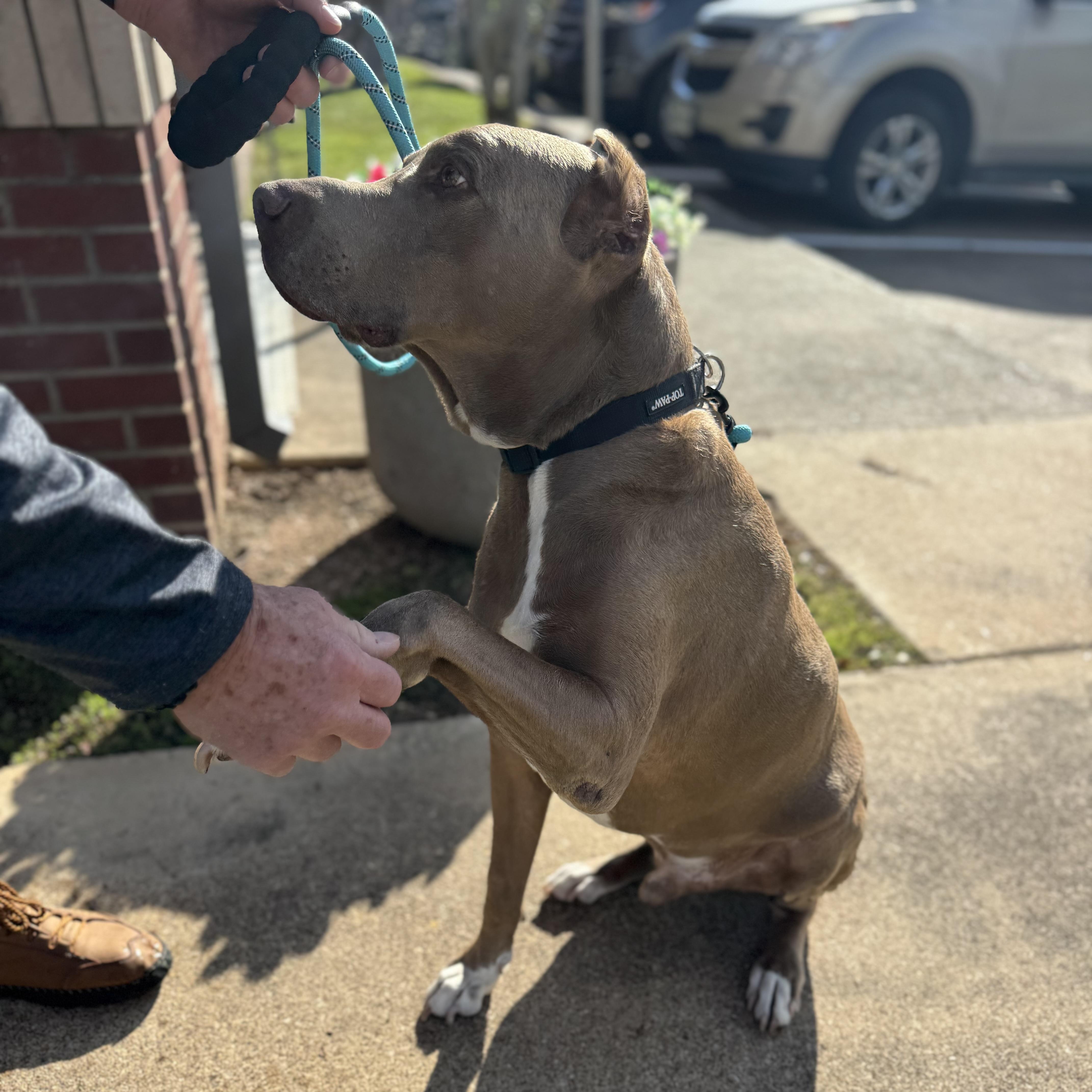 Enlarge Maximus, an adoption pending Doberman Pinscher in West Dundee, IL image 2/6