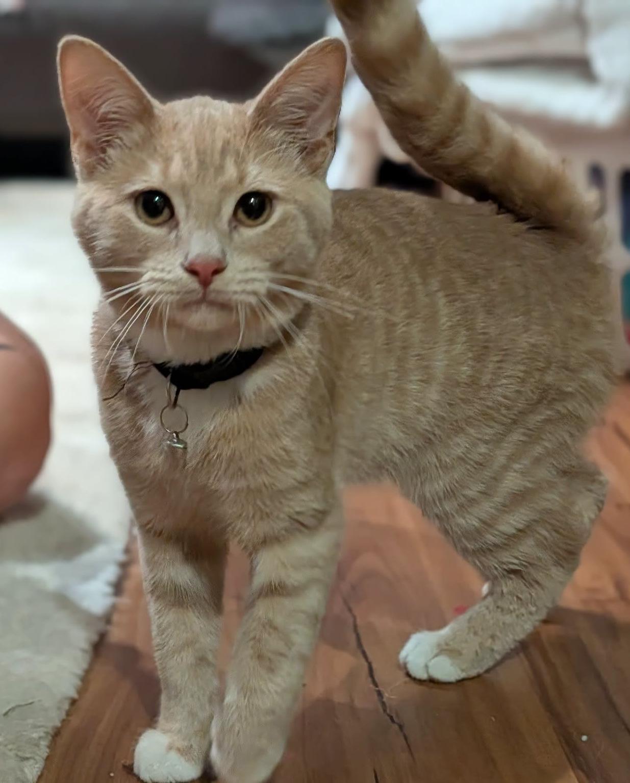 Loke, Adopted, Kitten Male Domestic Short Hair.