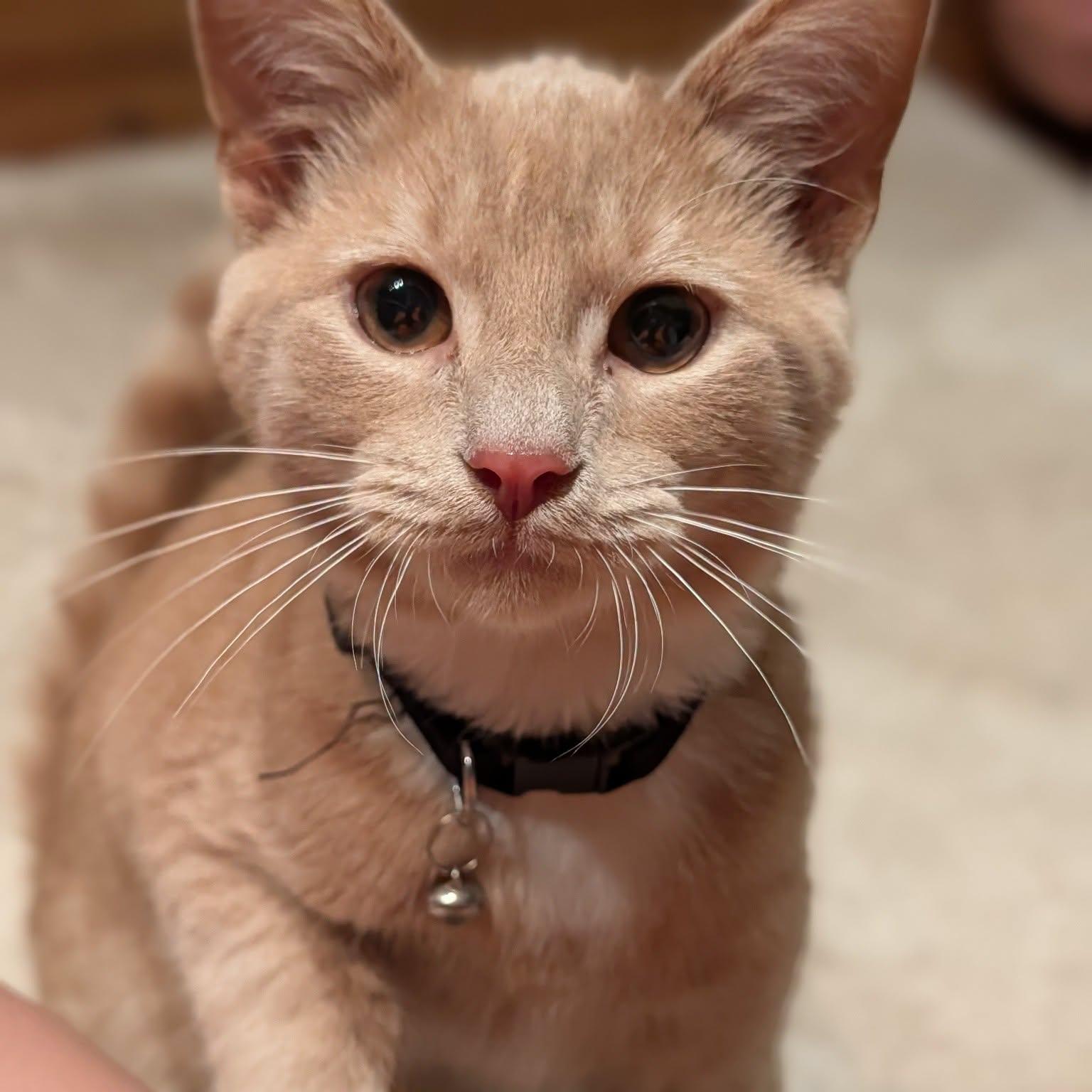 Enlarge Loke, a Adopted mixed breed in Chicago, IL image 2/6