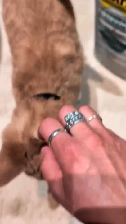 Enlarge Loke, a Adopted mixed breed in Chicago, IL video 3/6