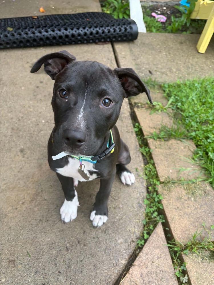 Enlarge Sophie, a Adoptable mixed breed in Amherst, NY image 1/6