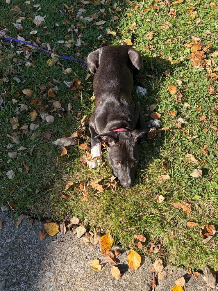 Enlarge Sophie, a Adoptable mixed breed in Amherst, NY image 2/6