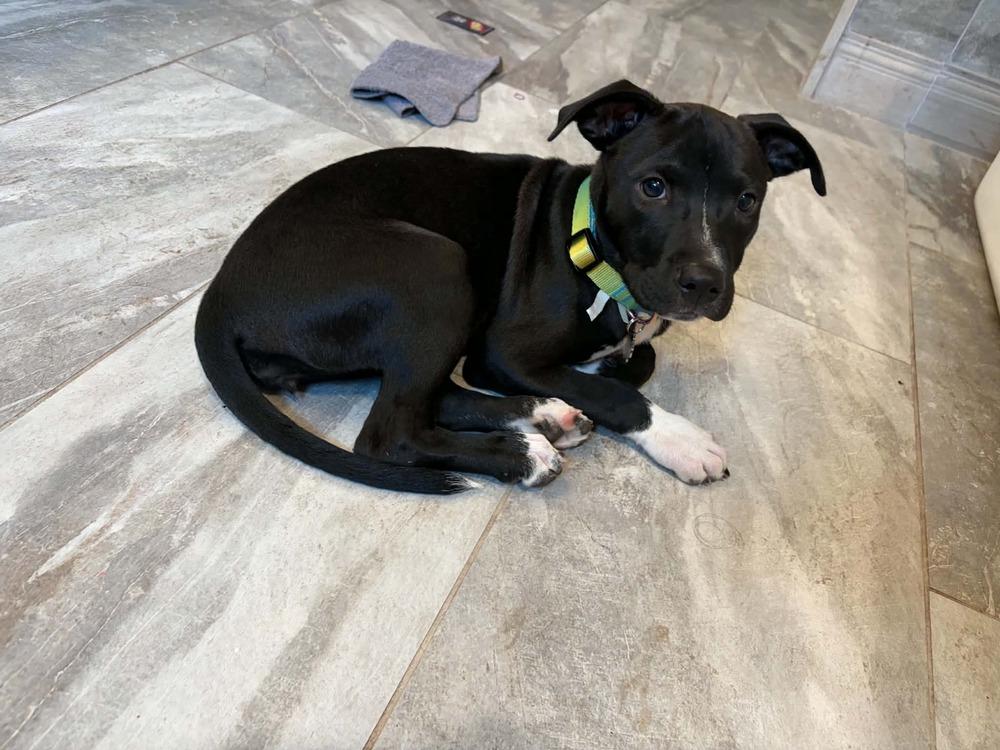 Enlarge Sophie, a Adoptable mixed breed in Amherst, NY image 3/6