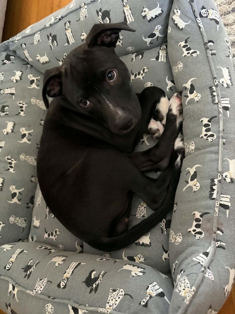 Enlarge Sophie, a Adoptable mixed breed in Amherst, NY image 4/6