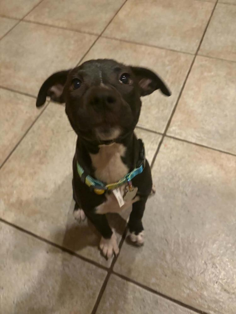 Enlarge Sophie, a Adoptable mixed breed in Amherst, NY image 5/6