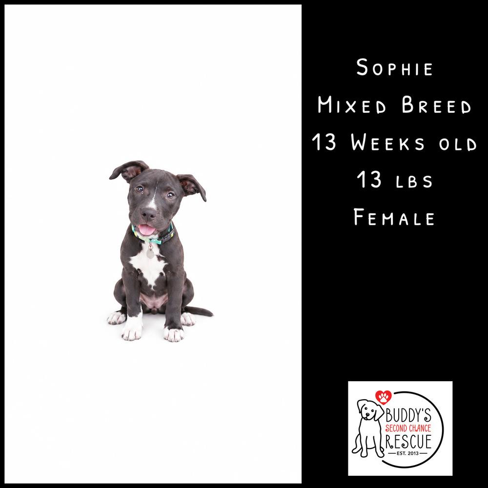 Enlarge Sophie, a Adoptable mixed breed in Amherst, NY image 6/6