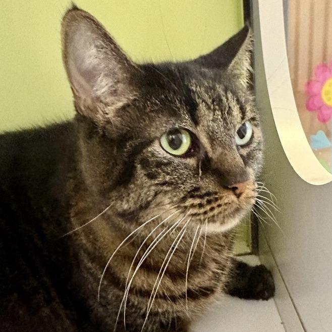 Enlarge Lucy, a Adoptable Domestic Short Hair in Temecula, CA image 1/1