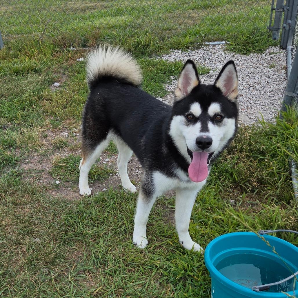 Mush, Adoptable, Adult Male Husky.