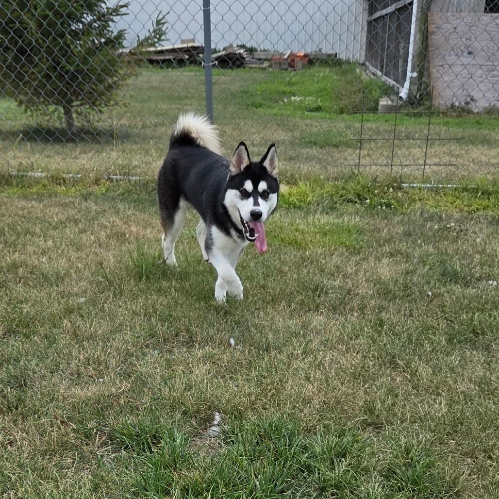 Mush, a Adoptable Husky in Pontiac, IL image 3/6