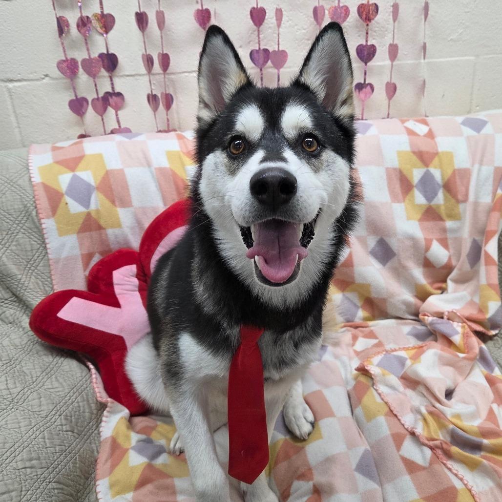 Mush, a Adoptable Husky in Pontiac, IL image 4/6