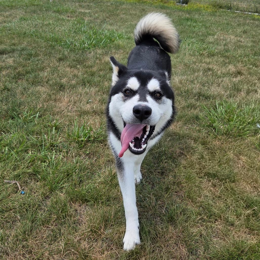 Mush, a Adoptable Husky in Pontiac, IL image 5/6