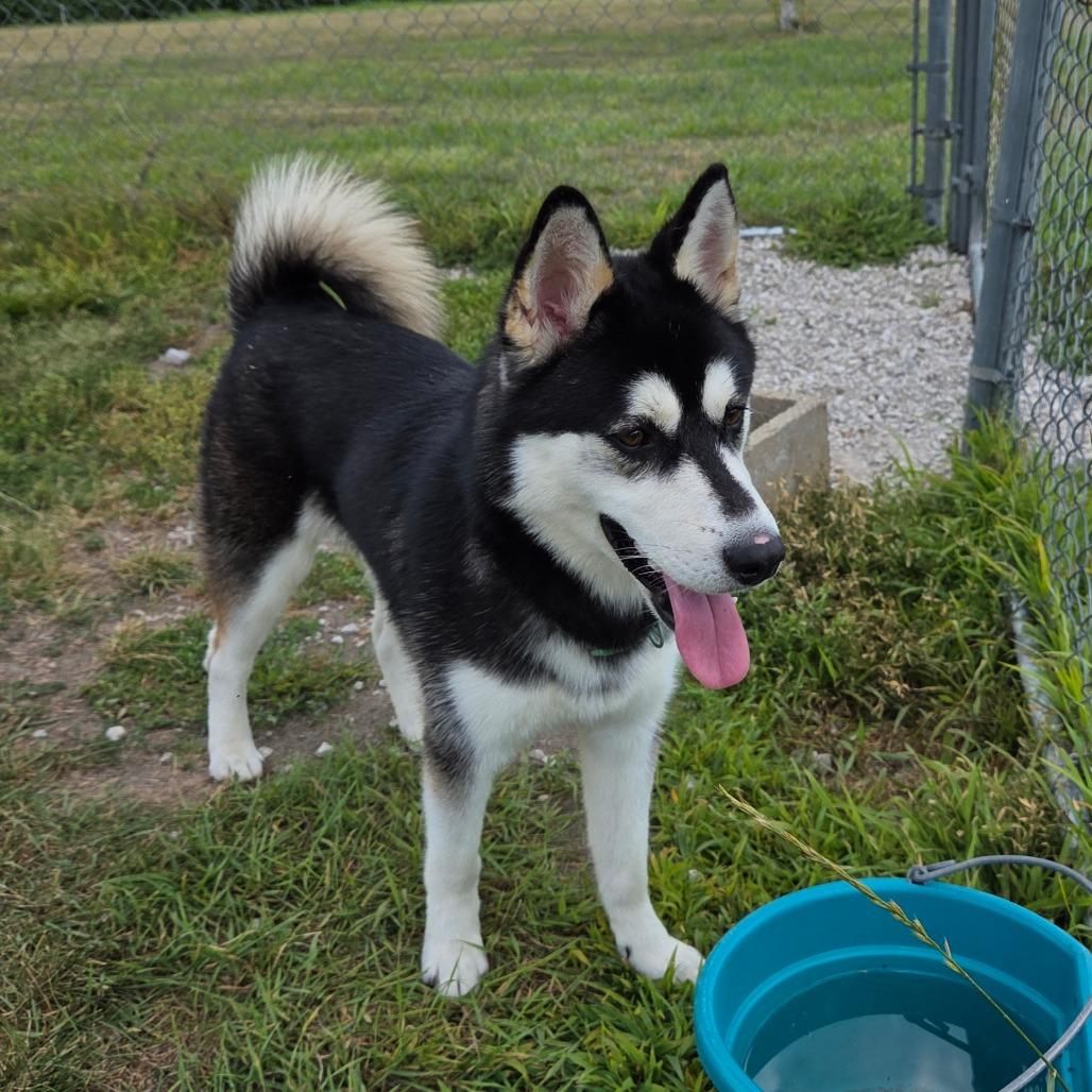 Mush, a Adoptable Husky in Pontiac, IL image 6/6