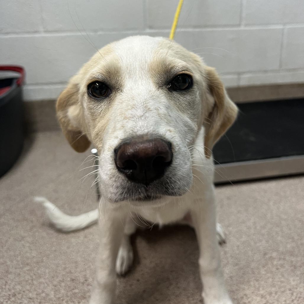 Jamie, Adoptable, Puppy Female Mixed Breed.