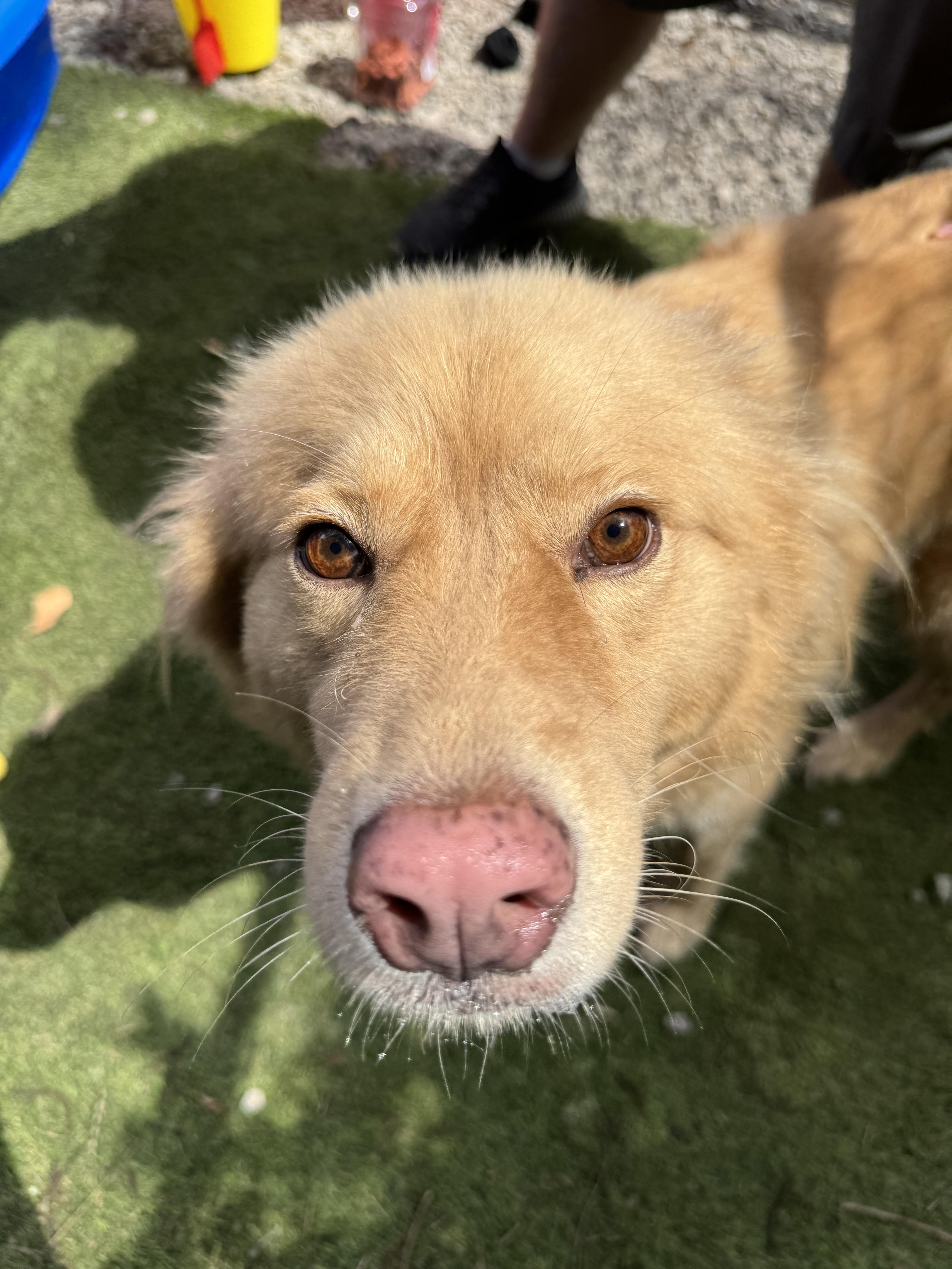 Grace, a ADOPTABLE mixed breed in Mobile, AL image 2/4