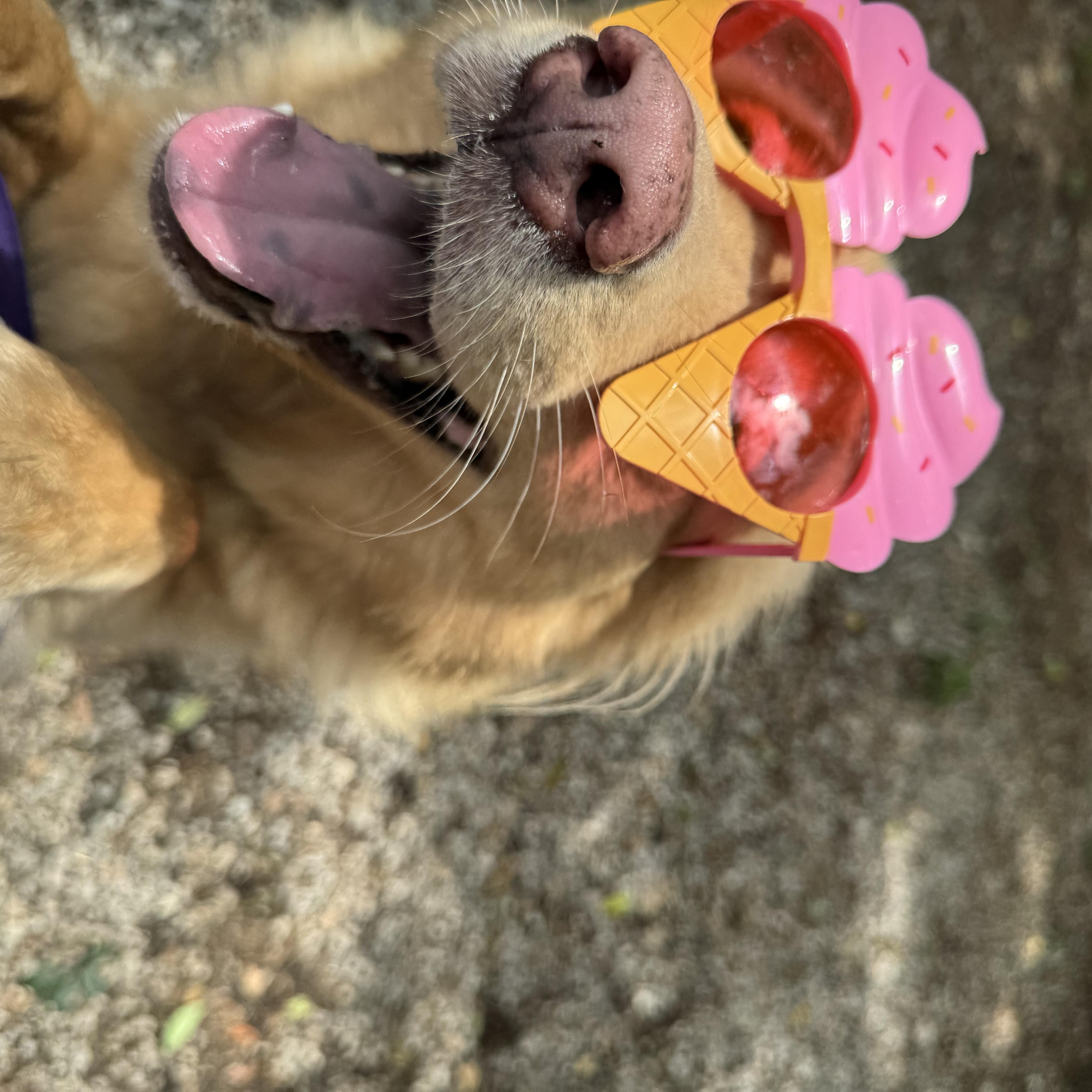 Grace, ADOPTABLE, Young Female Golden Retriever.