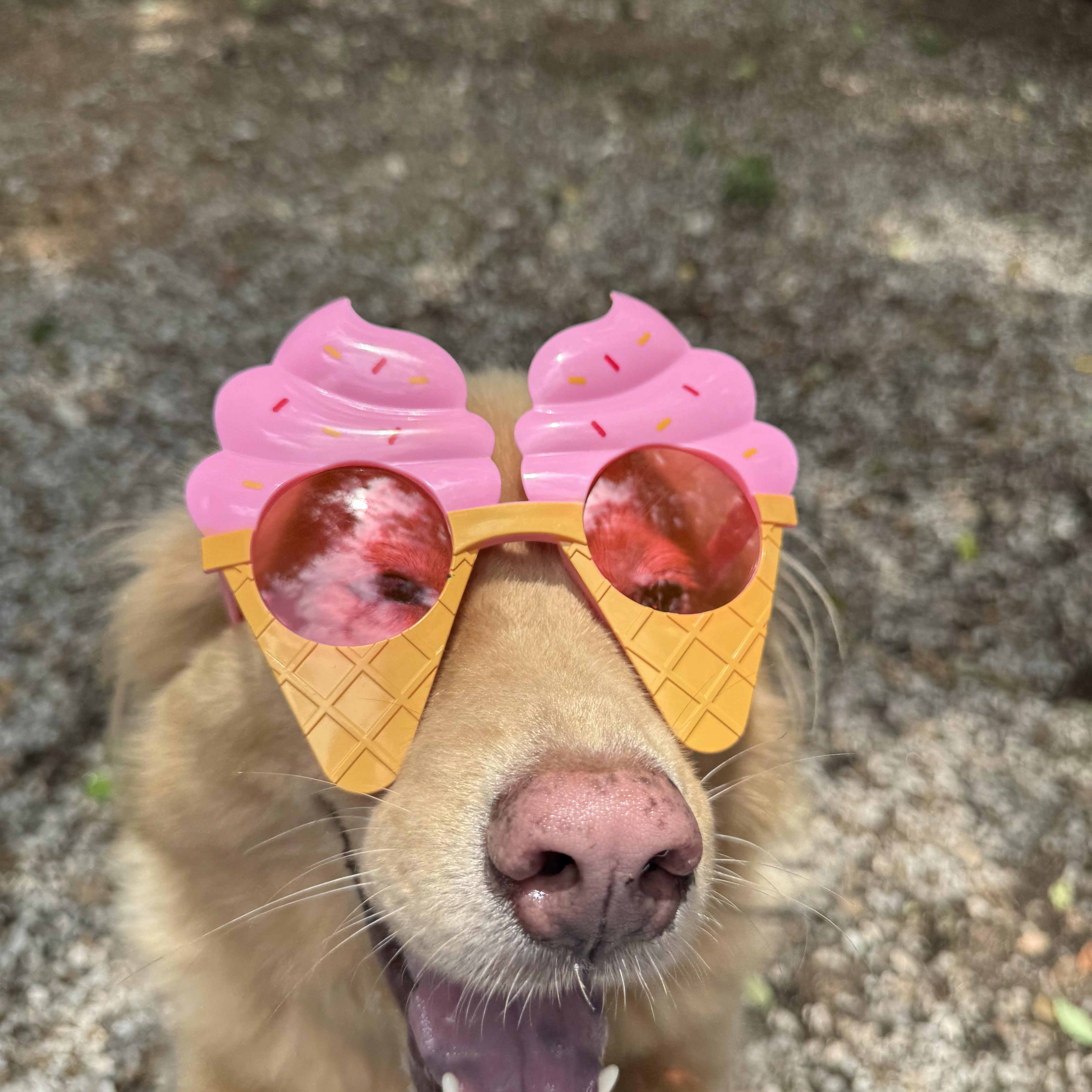 Grace, a ADOPTABLE mixed breed in Mobile, AL image 3/4