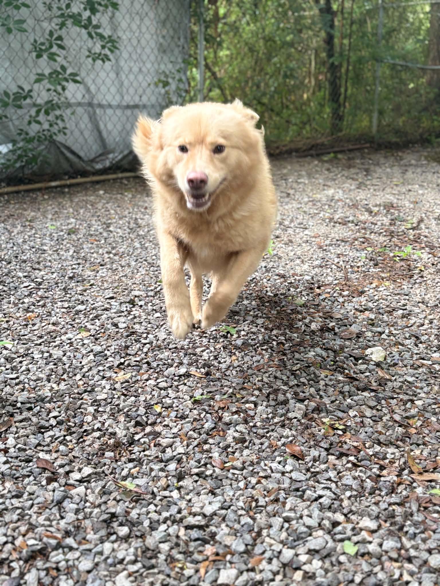 Grace, a ADOPTABLE mixed breed in Mobile, AL image 4/4