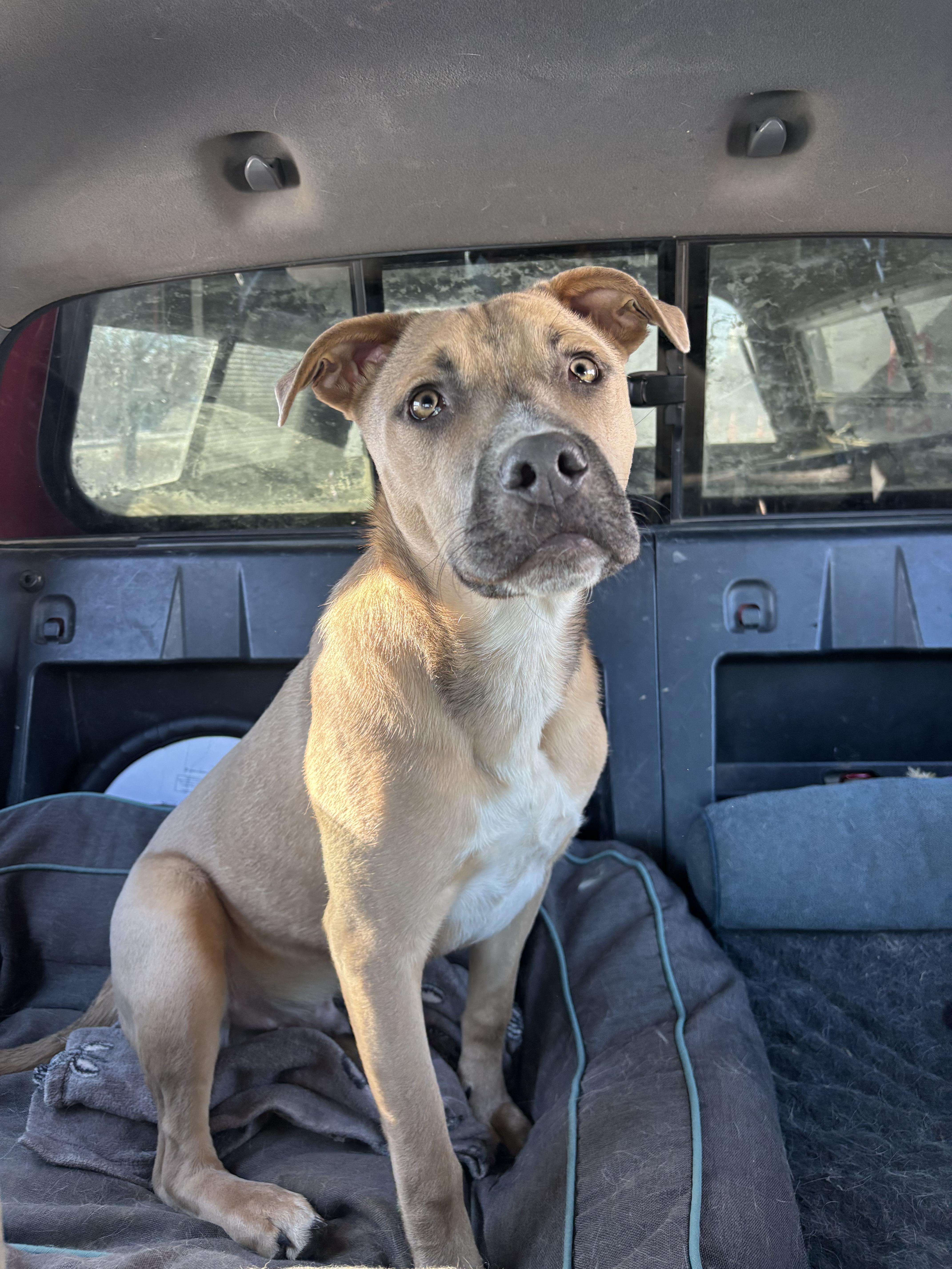 Dusty, adoptable, Young Male Mixed Breed.
